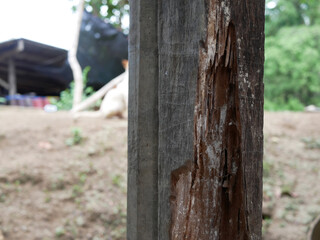 old wooden and termite damage at home.