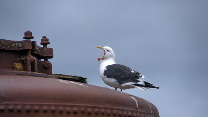 Kelp gull (Larus dominicanus) on an old, rusted whale oil boiler at Whaler's Bay on Deception Island, South Shetland Islands, Antarctica