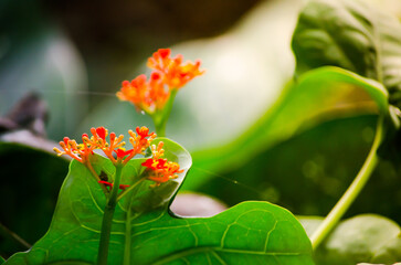 Tiny orange flower in a botanical garden with selective focus.