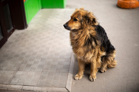 Stray dog on street. Animal with rumpled hair.