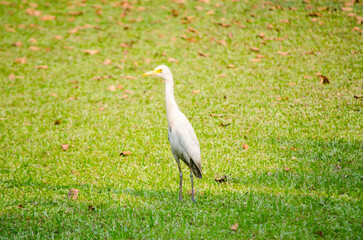 White Egret bird standing alone on green grass field in Thailand.