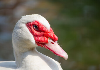 Beautiful white Cairina moschata duck close up at its red face.