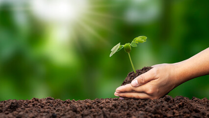 planting seedlings on soil with young woman's hands and blurred green background with afforestation...