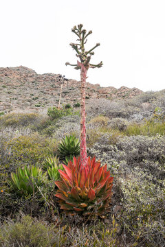 Maturing red agave  with flowers 