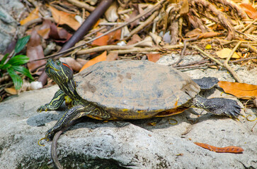 Cute red-eared slider turtle resting on the rock.