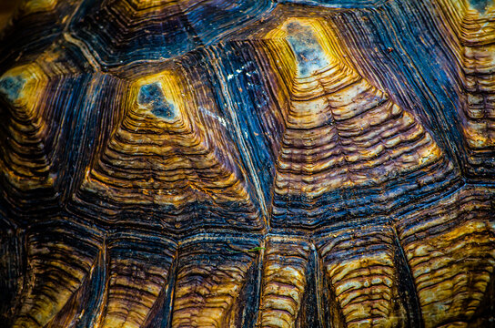 Abstract brown pattern of sulcata tortoise shell in close up.