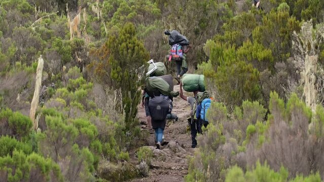 Kilimanjaro. Porters carry heavy equipment on their heads through the Afro-Alpine moorlands. Porters carry suitcases to the Shira camp during the trek to Mount Kilimanjaro.
