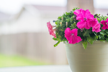 Pink blooming petunia flowers in the backyard. Floral blossom summer background. Beautiful plants.