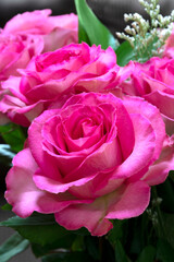 Bouquet of fresh roses. Pink rose flowers arrangement with green leaves. Valentine's day or mothers day concept.