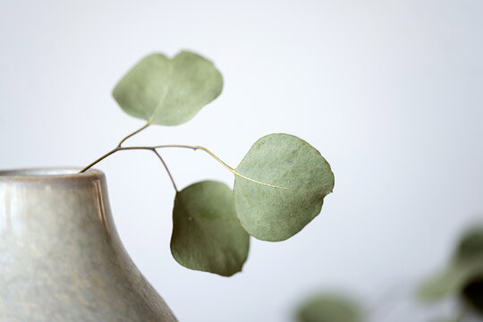 Eucalyptus in vase