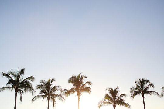 Row Of Palm Trees At Sunrise