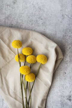 Cheerful yellow craspedia flowers