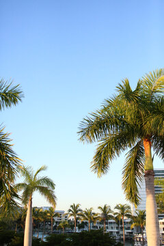 Palm Trees In A Florida Condominium  Neighborhood 