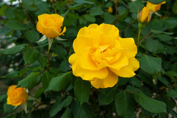 ヘンリーフォンダの黄色いバラ