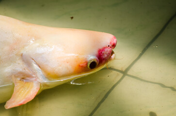 Close up albino Iridescent shark fish's head.