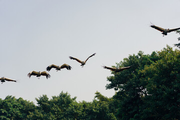crowned crane flying in the sky