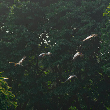 crowned crane flying in the forest