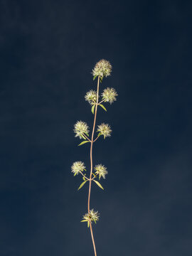 Wild white flowering herbs from Spain
