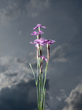 Wild purple flowering plant