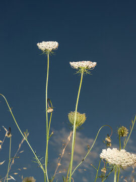 White wild carrots flowers