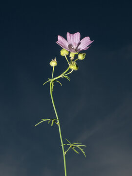 Wild purple malva