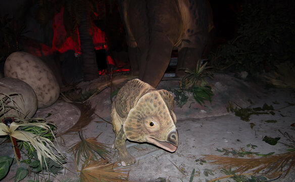 BANGKOK, THAILAND. &ndash; On May 01, 2018 - Life size model of Albertaceratops dinosaur at dinotopia Siam park city.