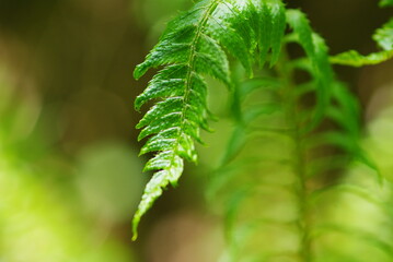 やわらかい日差しにてらされているぜんまいの葉っぱ