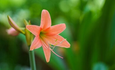 Orange Amaryllis flower is a beautiful home ornamental flower (Hippeastrum puniceum), also known as lily or bunga bakung.