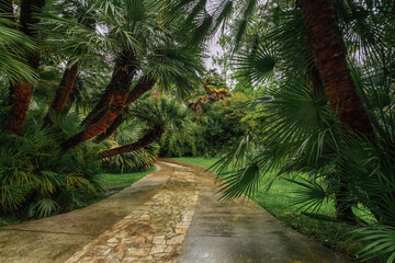 View of the alley with palms in the Upper Park of the Sochi Arboretum, Sochi, Krasnodar Krai, Russia