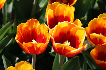 Fototapeta premium red and yellow tulips
