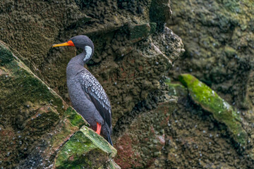 A Red-legged cormorant standing on the reef.