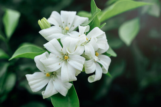 Orange jasmine (Muraya paniculata). Morning blooming flowers.