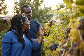 Grape harvest inspection