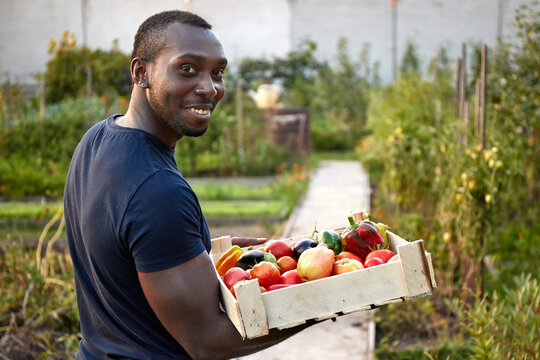 Male farmer carrying wooden box  harvest