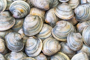 Close-up of Littleneck Clams. Shell background.