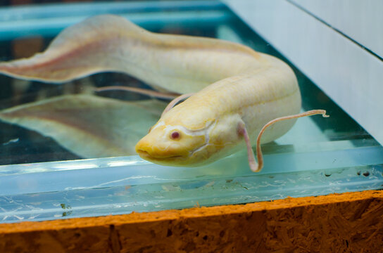 White Albino Lungfish (dipnoi) in a fish tank.