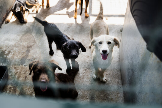 Abandoned dogs in shelter 