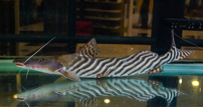 A Tiger Striped Catfish (brachyplatystoma tigrinum) from amazon basin in a fish tank.