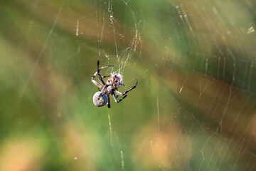 Spider sits on a spider cobweb. 