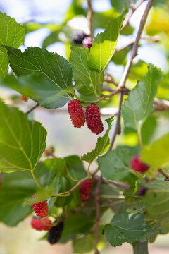 Wild Raspberry on vine 