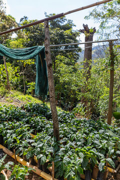 Dwarf Coffee plants at Organic Coffee beans at Costa Rica Farm 