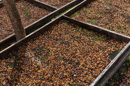 Drying Rack outside  at Organic Coffee beans at Costa Rica Farm 