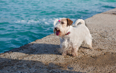 sealyham terrier on the pier