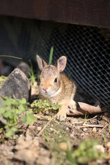 Naklejka na ściany i meble baby rabbit in garden