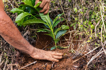 Farmer Planting seedling coffee plant in Costa Rica 