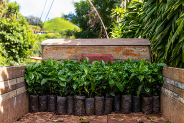 Coffee plant seedling at coffee valley farm plantation in Costa Rica 
