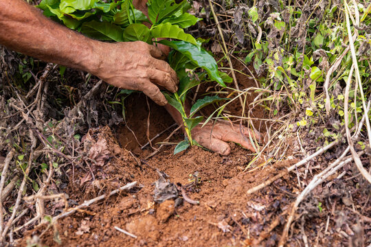 Man planting seedling at coffee farm plantation in Costa Rica 