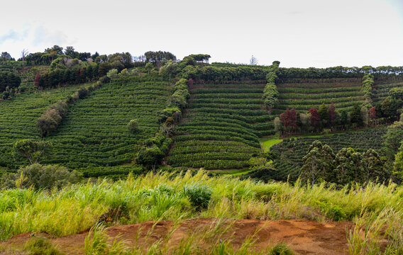 Landscape grass of Coffee Farm in Costa Rica with lone tree 