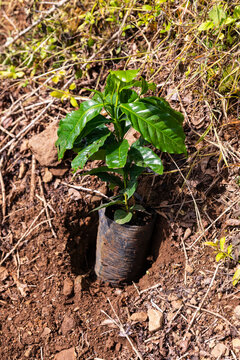 Dwarf coffee plant seedling at coffee farm plantation in Costa Rica 