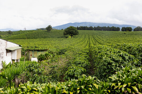 Landscape of Coffee Farm in Costa Rica with lone tree and barn